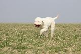 LAGOTTO 056
